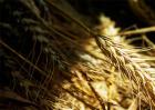 小麦价格多少钱一斤