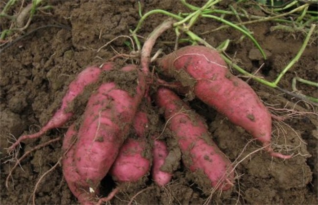 红薯 种植 技巧