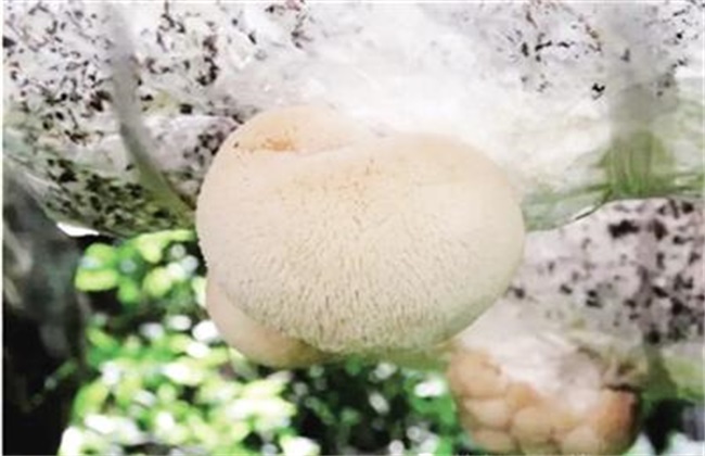 猴头菇的种植技术