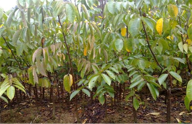 杨桃的种植条件