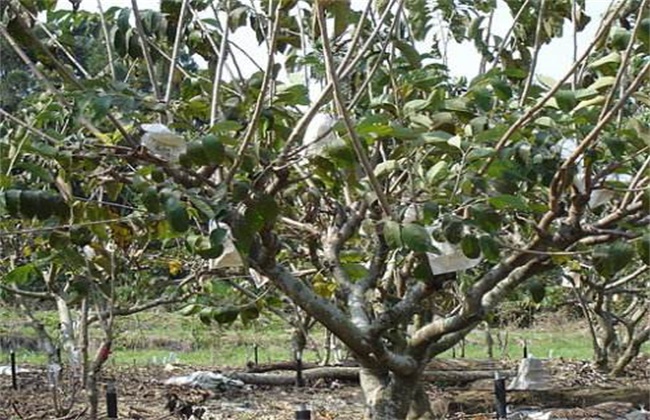 释迦果树种植方法
