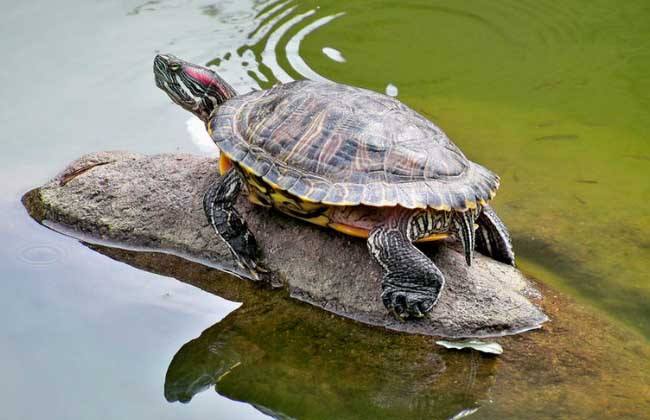 巴西龟怎么养