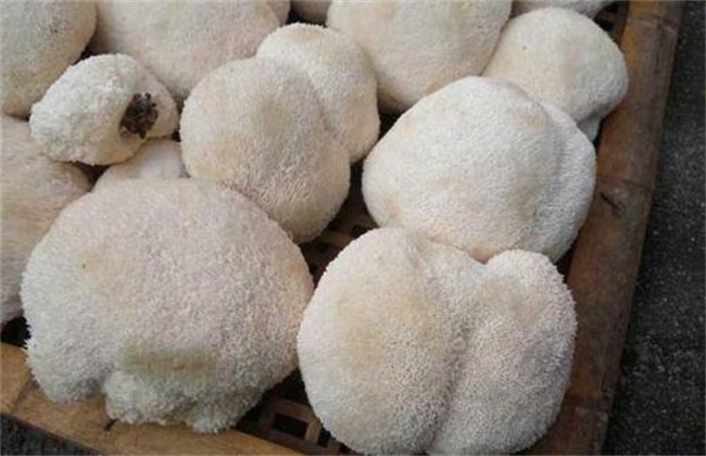 猴头菇价格多少钱一斤