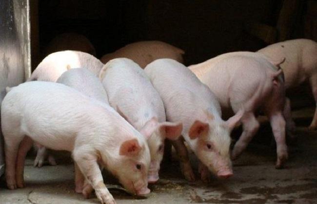 养殖 猪 问题