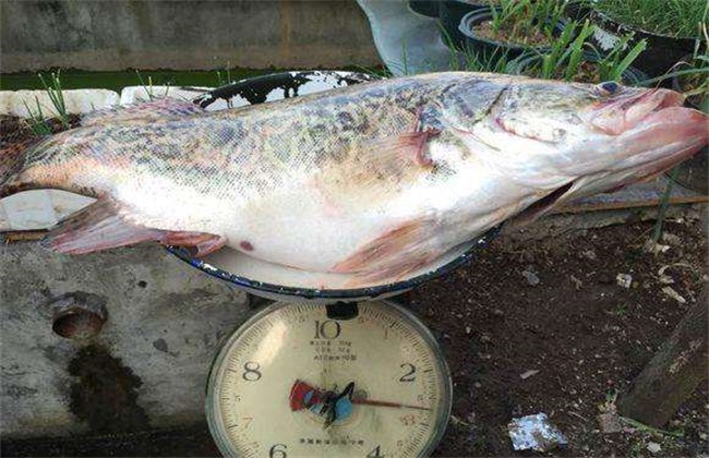 桂鱼多少钱一斤