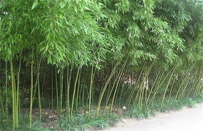 凤尾竹 养殖方法 注意事项