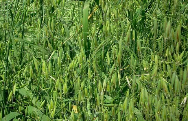 燕麦 种植 生长环境