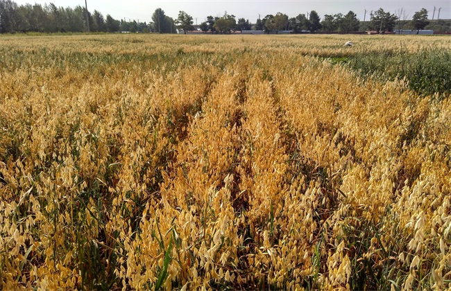 燕麦 种植 生长环境
