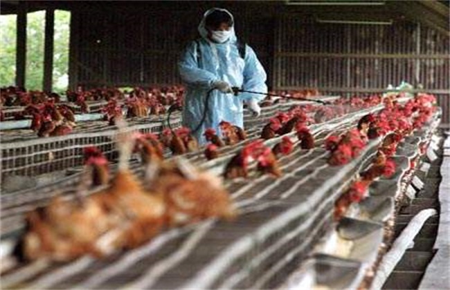 鸡舍常用消毒方法