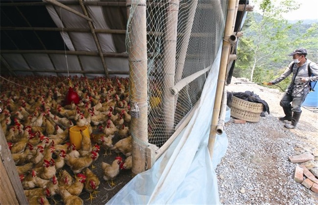 鸡舍 常用 消毒方法