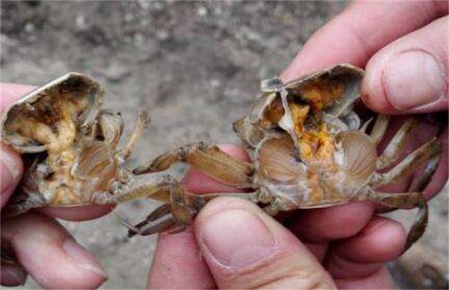 河蟹 常见病害 防治
