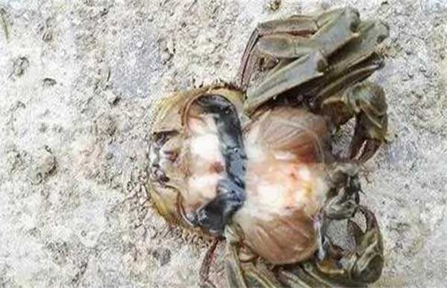 河蟹 常见病害 防治