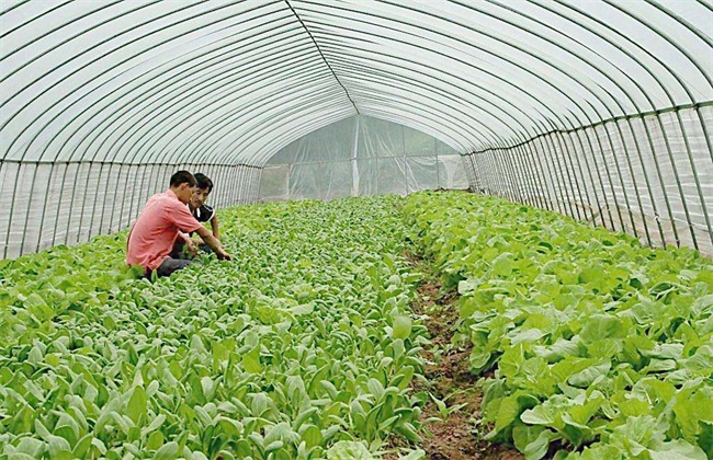 青菜 种植 方法