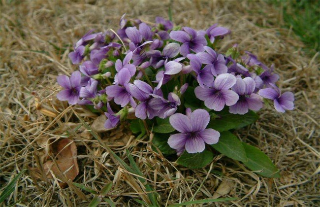 紫花地丁的种植方法
