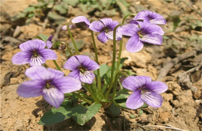 紫花地丁的种植方法