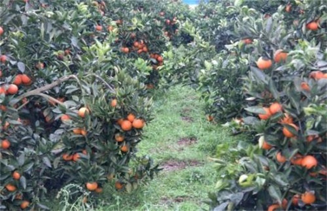 血橙的种植技术