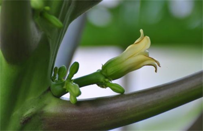 木瓜的花期管理技术