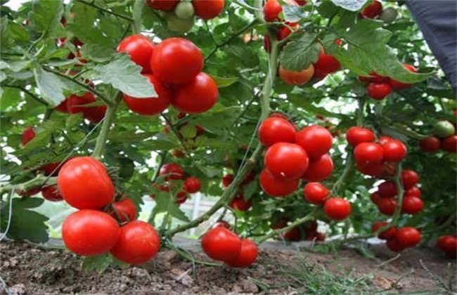 西红柿生长环境要求