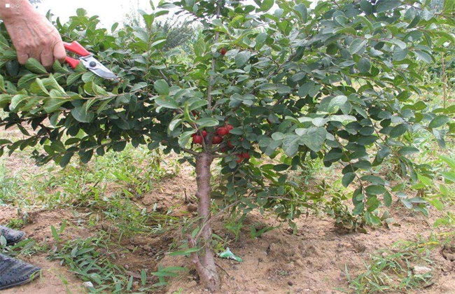 钙果盆栽种植技术图片