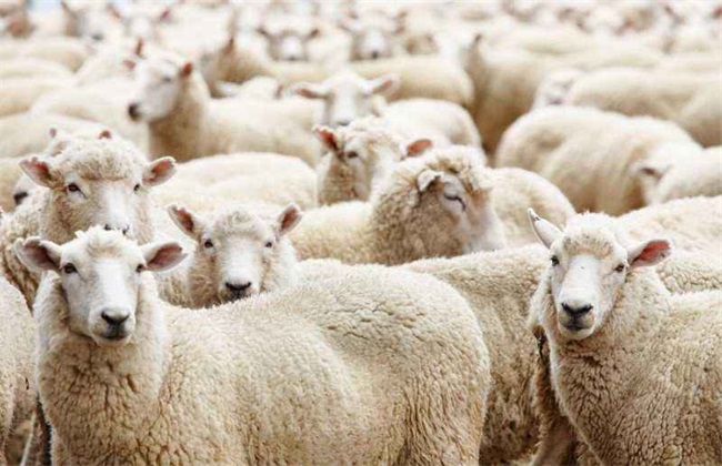 肉羊 养殖效益 影响因素