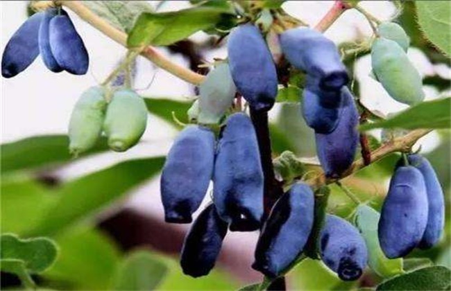 蓝靛果的种植技术