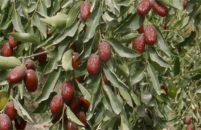 红枣 栽培 技术