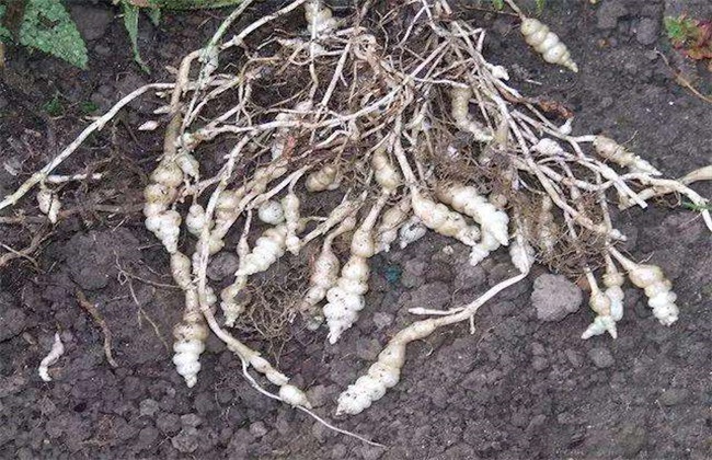 螺丝菜的种植方法