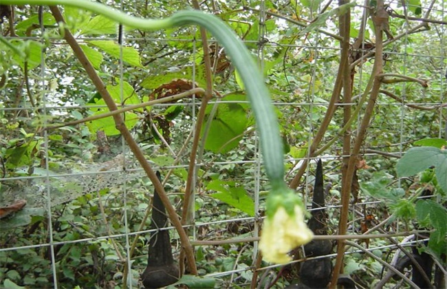 八棱瓜的种植方法