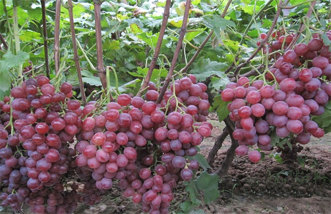 葡萄的栽培技术要点