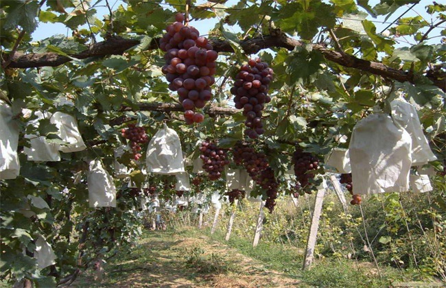 葡萄 栽培 技术要点