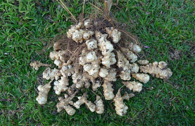 菊芋 种植 方法