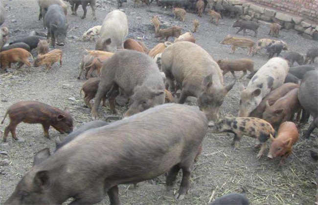 野猪 养殖 技术