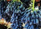 蓝宝石葡萄多少钱一斤