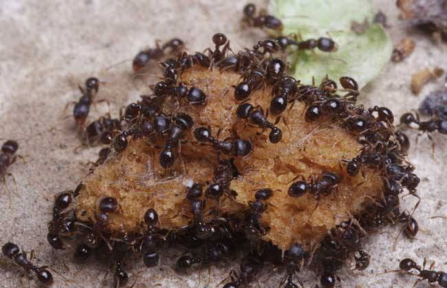 蚂蚁怎么养殖