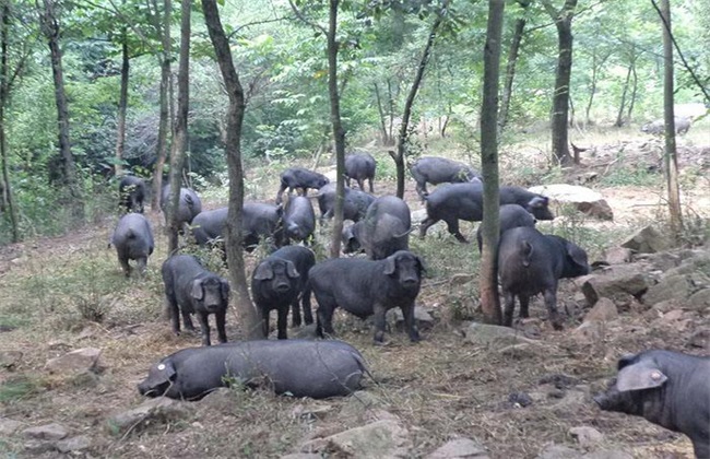 黑猪 养殖 日常管理
