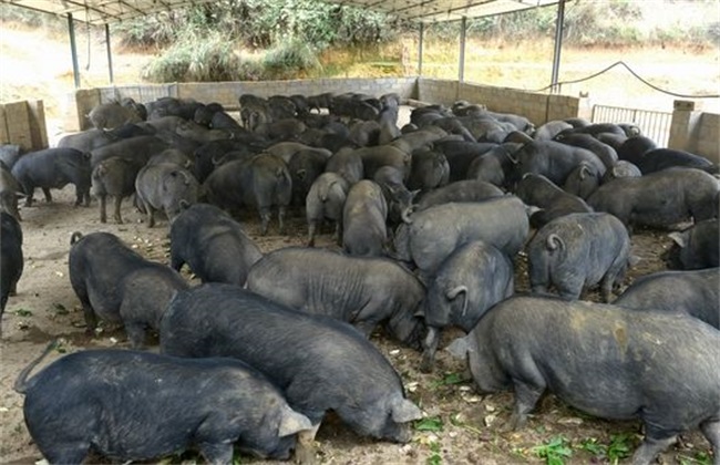 黑猪 养殖 日常管理