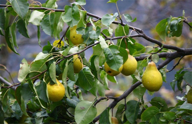 梨子 种植 果园管理
