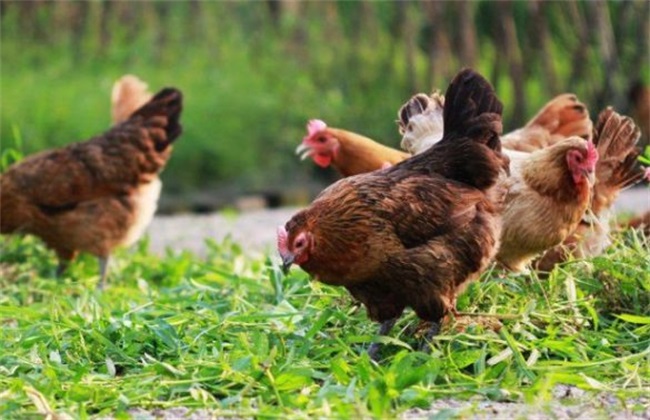 生态养鸡技术