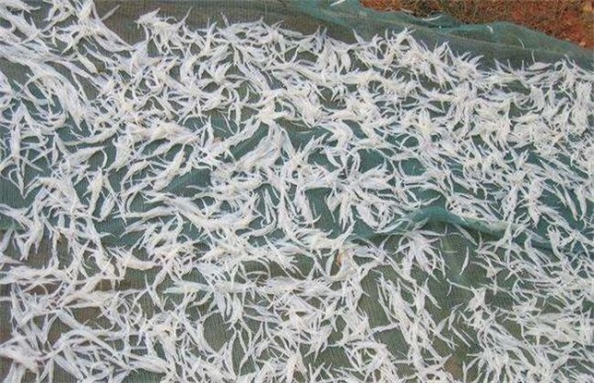 银鱼 养殖 技术