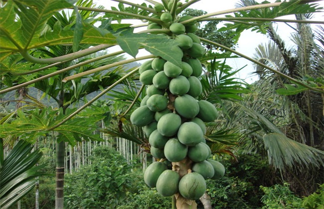 番木瓜的种植方法