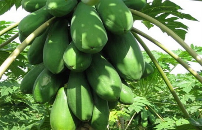 番木瓜 种植 方法