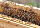 养蜂怎样防蚂蚁