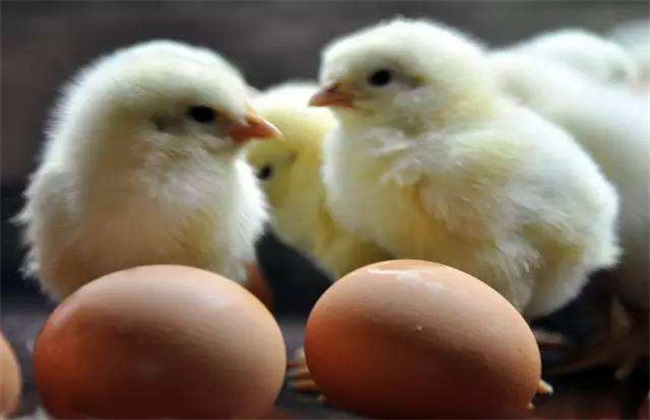 蛋鸡 产蛋期 管理要点