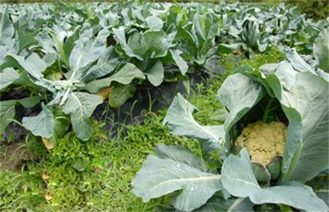 花椰菜的施肥技术