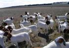 冬季养羊的注意事项