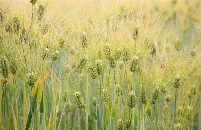 大麦 种植 方法