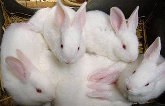 獭兔 冬季 饲养管理