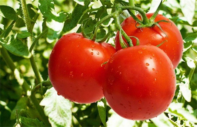 大棚西红柿 冬季 管理方法