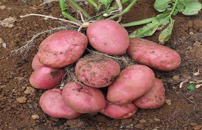 红皮土豆 种植 技术