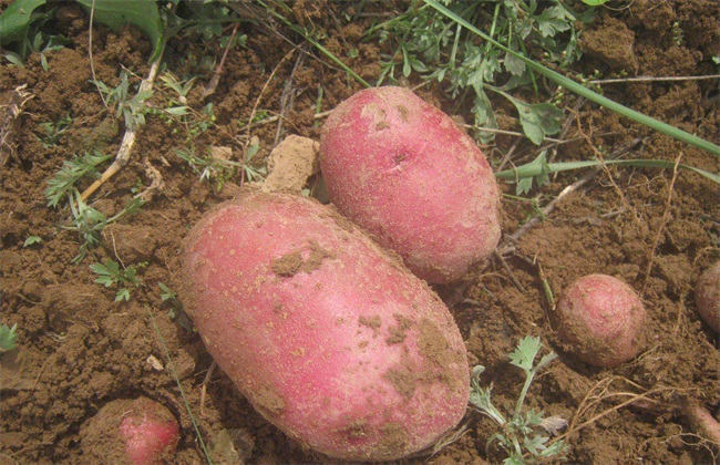 红皮土豆 种植 技术